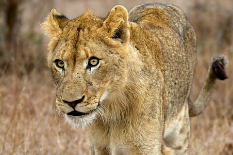 3-Tage Murchison Falls Nationalpark
