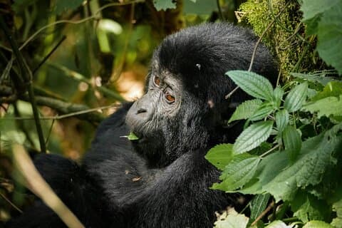 4 Tage Gorilla Trekking und Wildlife Safaris