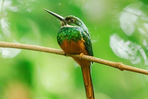 Tour privato di birdwatching nei Campi Arenali di La Fortuna