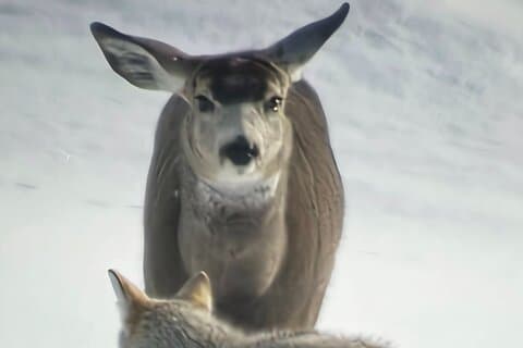 Private Wolf og Bear Watching i Yellowstone