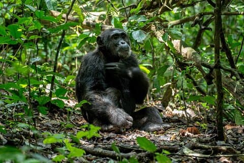 2 days Chimpanzee tracking at Kibale National park