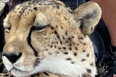 Cape Town Cheetah Ostrich and Winelands Tour
