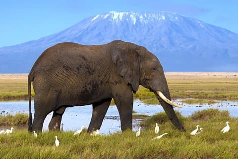 Excursion d'une journée au parc national Amboseli
