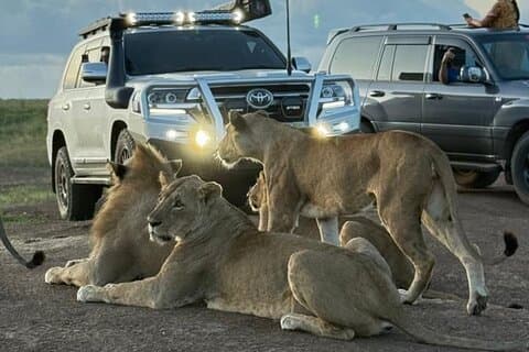 Game Drive Experience dans le parc national de Nairobi