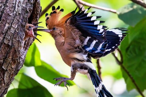 Phnom Penh & Kirirom Nationaal Park Vogeltour