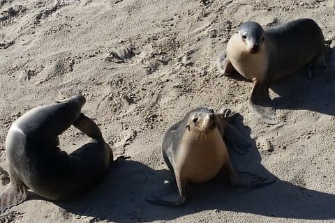 カンガルー島プライベート2日間野生動物と自然プレミアムツアー