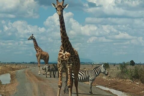 Visite guidée d'une demi-journée du parc national de Nairobi