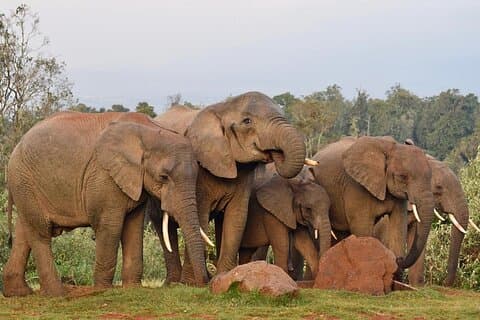 Aberdare Nationalpark Tagesausflug von Nairobi