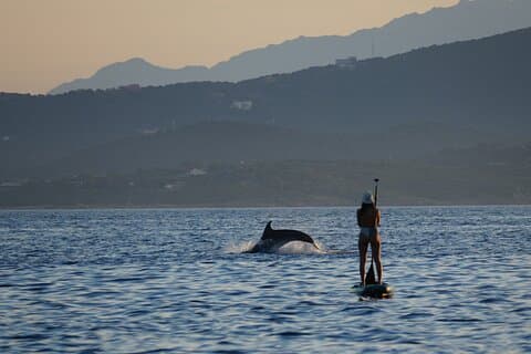Stand up Paddle among dolphins, snorkeling and photos
