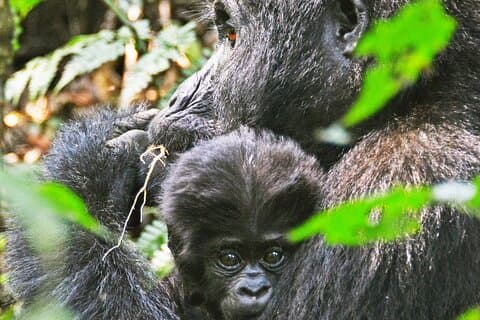 6 Days Gorilla Trekking and Wildlife Safari