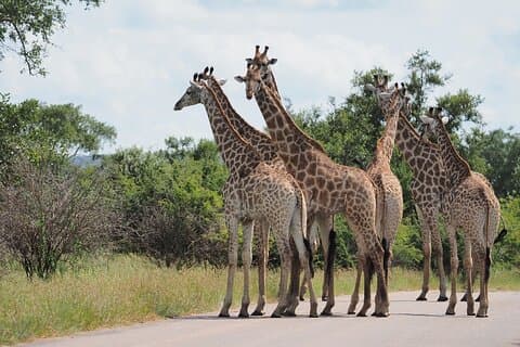 4 Tage Krüger Safari ab Johannesburg Budget Fliegen Sie ein
