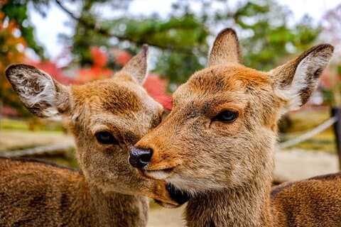 Osaka and Nara Day Tour with Private Transportation