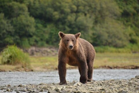 Exclusive Locations Private Bear Viewing