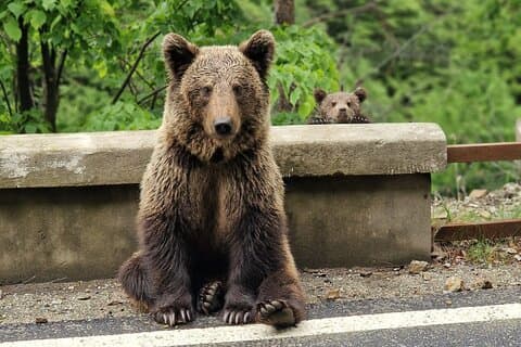 Bucareste: Top Gear Road e Wild Brown Bears Day Trip