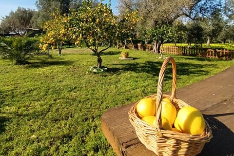 Tropea Lemon Experience