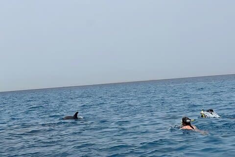 Nager avec les dauphins en bateau rapide
