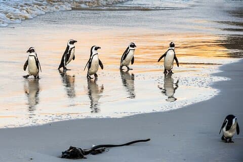 Halve dag African Penguin Tour