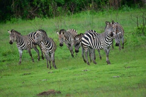 Privat fuld dag Akagera National Park med en afslappende bådtur