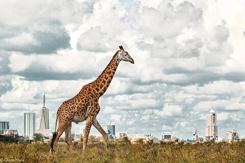 Excursão de meio dia pelo Parque Nacional de Nairobi