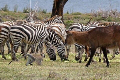 Safari a pie por la isla de la Media Luna y paseo en barco por Naivasha