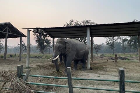 Chitwna Jungle Safari 2N3Days fullpakke