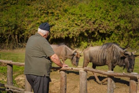 Udforsk Afrika Park Safari Familievenlig naturtur