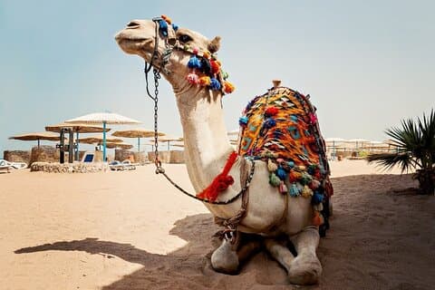 Kamelreiten in Hurghada Wüste mit Transfer