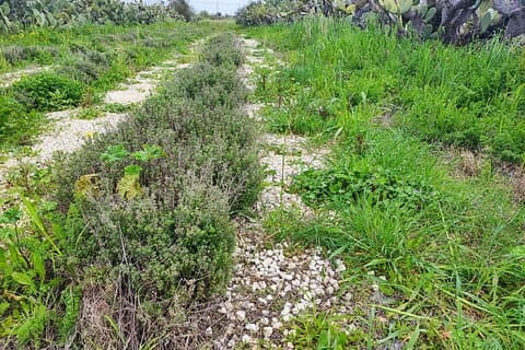 Botanisches Labor und Verkostung von Nepeta Bitter in Noto