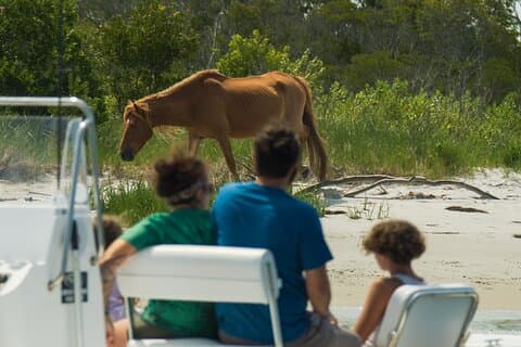 1-uur durende privéfeest Assateague Island Pony Cruise in Ocean City