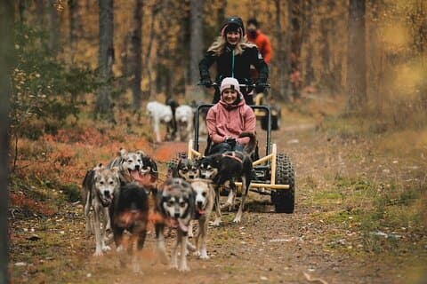 Mitternachtssonne und Herbst Nordlichter Husky Cart Tour