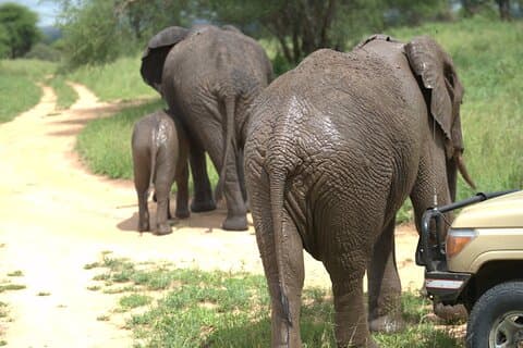 7 giorni Ultimate Big Five Wildlife Adventure
