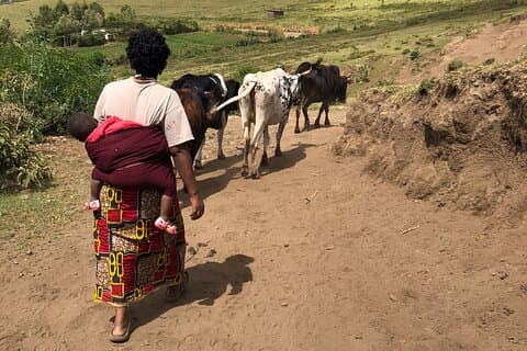 Multi-Day Maasai Experience: Hiking, Milking Cows, Herding