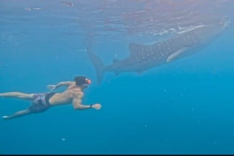 Cebu Splash Adventure: Nadar con tiburones y barranquismo + almuerzo