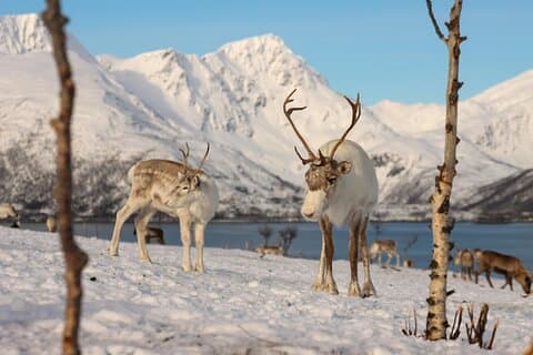 Tromso Excursion Artica Fjords and Sommaroy Islands with lunch