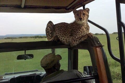 3 días Masai Mara Safari económico en 4x4 Land Cruiser
