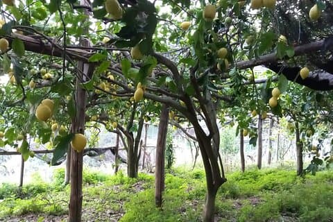 Större: Vandringstur till en citronodling med citronprovningar