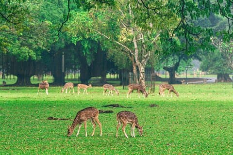 Tour de día completo en el jardín botánico de Bogor y Puncak Highland