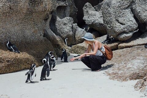 Half-Day Cape Town Tour: Tickets, Fees, Table Mountain & Penguins