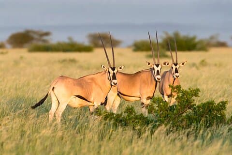 2 Dias de Safari Aventura para Awash Parque Nacional Etiópia
