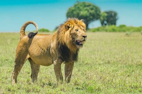 Explorez le parc national d'Akagera avec visite guidée privée