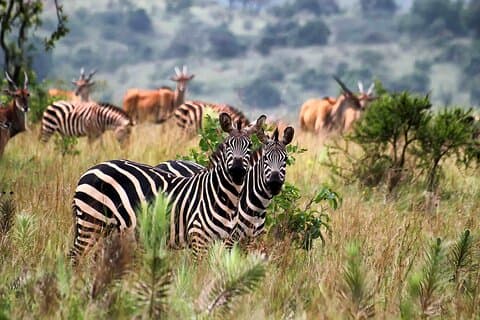4 giorni Uganda Queen Elizabeth Park e Safari degli scimpanzé dal Ruanda