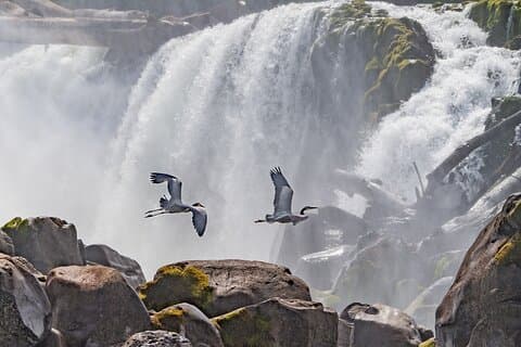 2-Hour Wildlife & Nature River Cruise on the Beautiful Willamette