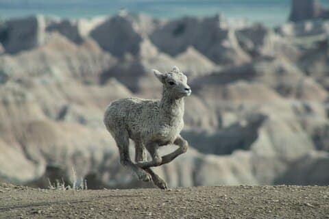 Tour privato della fauna selvatica e panoramica del Parco nazionale Badlands