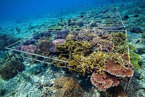Coral Restoration Snorkeling Tour On Nusa Penida with NGO