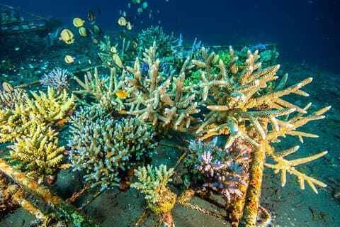 Korallenrestaurierung Schnorcheltour in Amed, Bali mit NGO