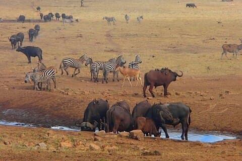 Safari de plusieurs jours dans le parc national de Tsavo
