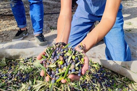 Alicante Olive Oil Tour
