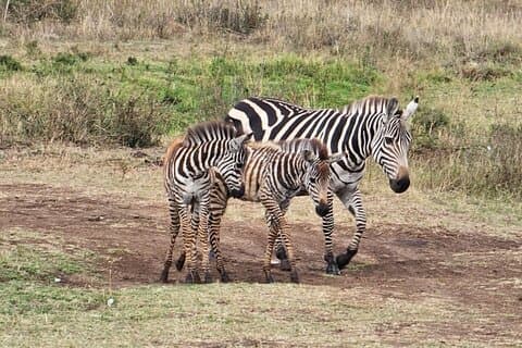 4 dias Naivasha e Mara Mara Mara maravilhas