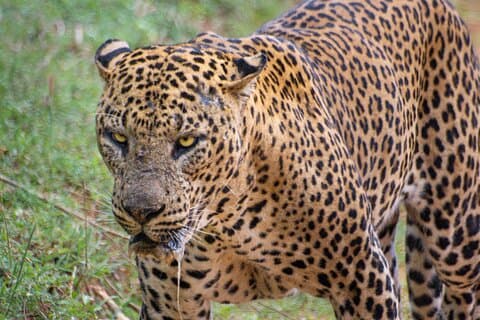 Parc national de Yala : Excursion safari léopard de 7 heures ou 12 heures