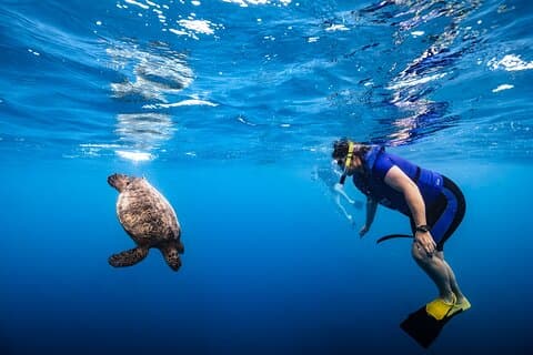 Private Turtle Canyon Snorkel & Cruise Waikiki